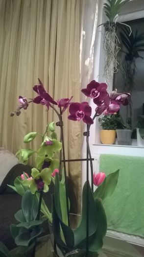 WP_20150301_004 - Orhidee
