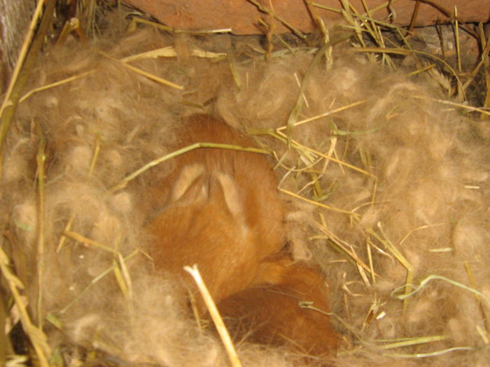 Picture 164 - iepuri