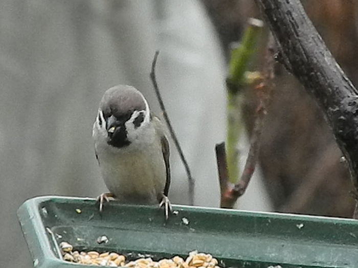 DSCN4946 - VRABIUTE_4
