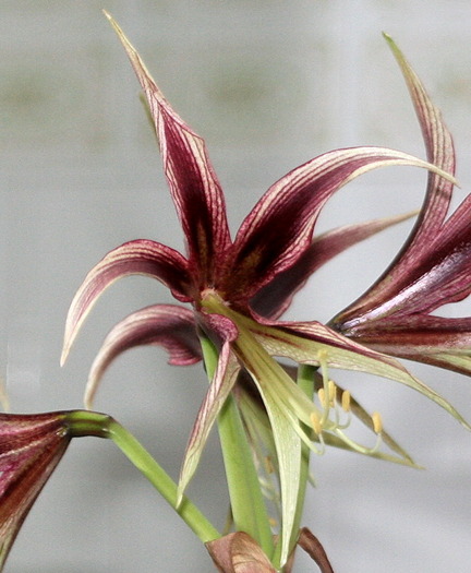 Cibister Lima3 - zz Amaryllis