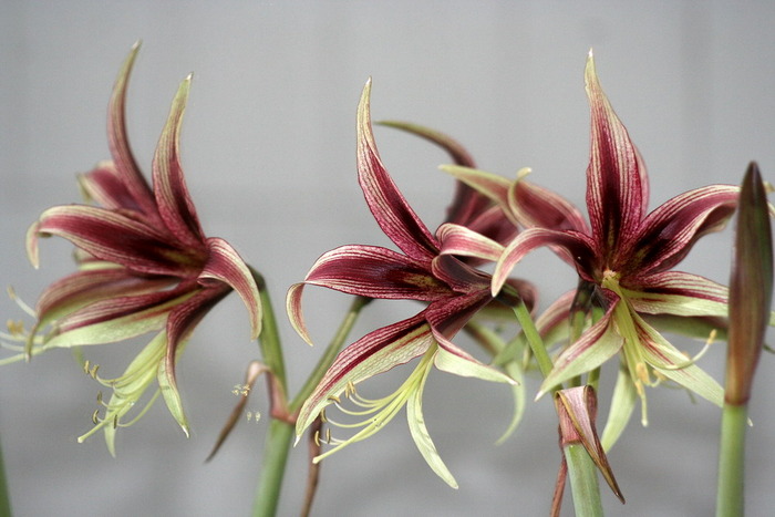 Cibister Lima - zz Amaryllis