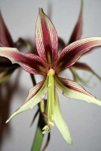 Cibister Lima1 - zz Amaryllis