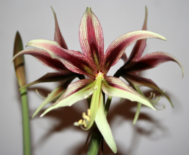 Cibister Lima2 - zz Amaryllis