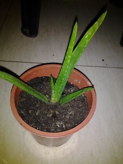 aloe Andrei