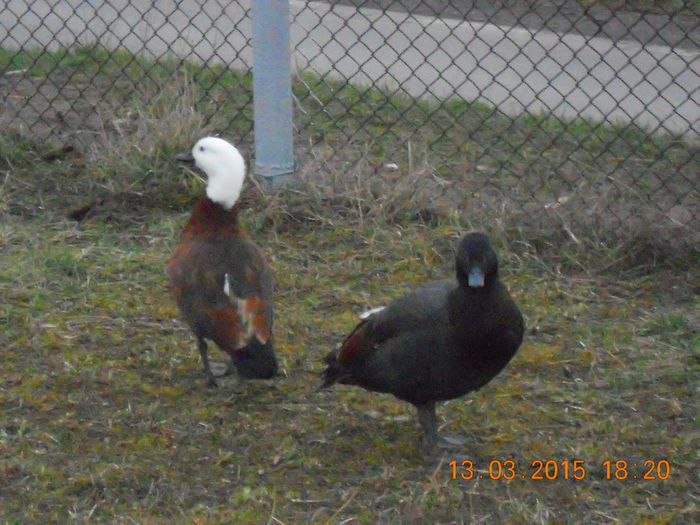 DSCN7212 - Califari Paradis