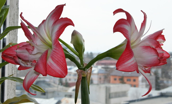 Peacock bloosom2 - zz Amaryllis