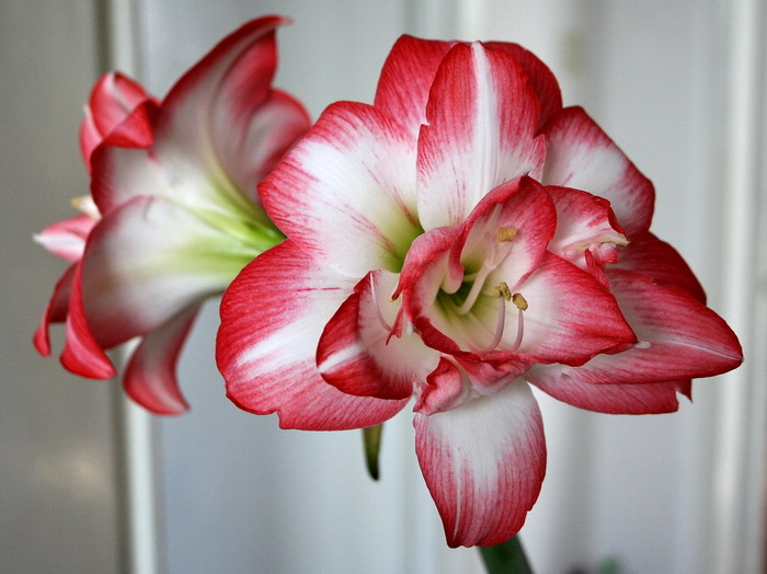 Peacock bloosom1 - zz Amaryllis