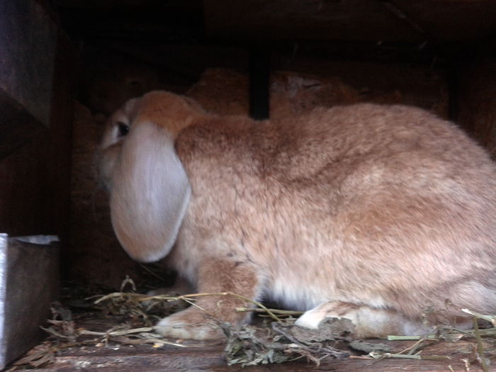 VANDUT EDUARD BOTOSANI