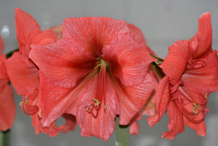 Rilona - zz Amaryllis