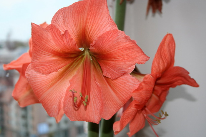 Rilona1 - zz Amaryllis