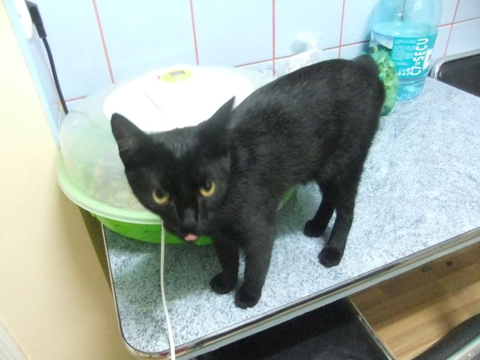 DSCF9194; Pisica in asteptarea puilor
