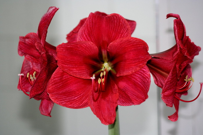 Rosu pepene - zz Amaryllis