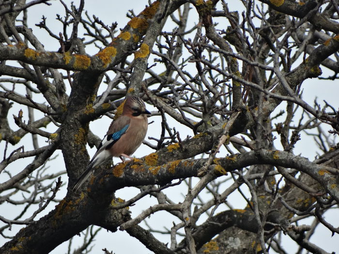 de la o vreme vine cam des