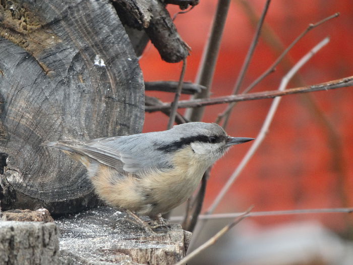 iar ticleanul vine mai rar