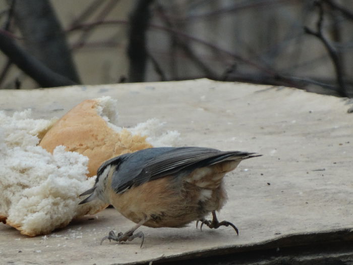 nu l-am mai vazut mancand paine