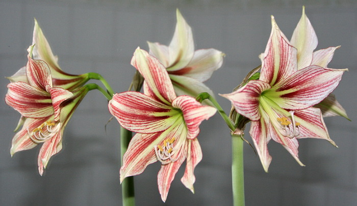 Giraffe - zz Amaryllis