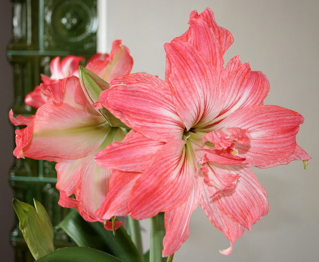 Lady Jane7 - zz Amaryllis