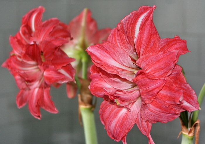 Lady Jane1 - zz Amaryllis