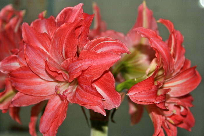 Lady Jane5 - zz Amaryllis