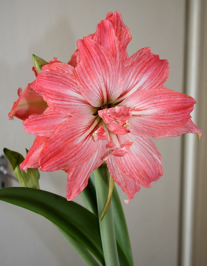 Lady Jane6 - zz Amaryllis