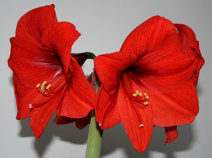 Red Lion6 - zz Amaryllis