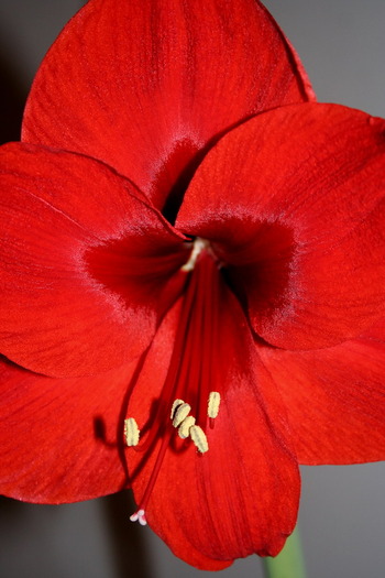 Red Lion1 - zz Amaryllis