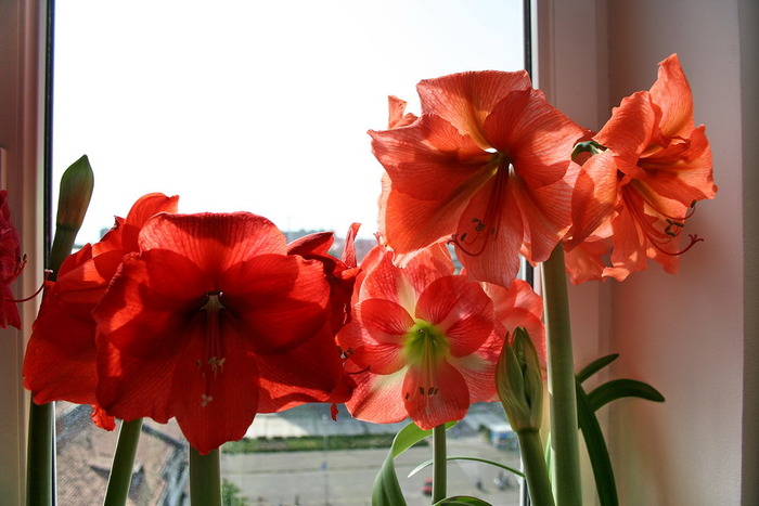 soiuri29mai2007b - zz Amaryllis