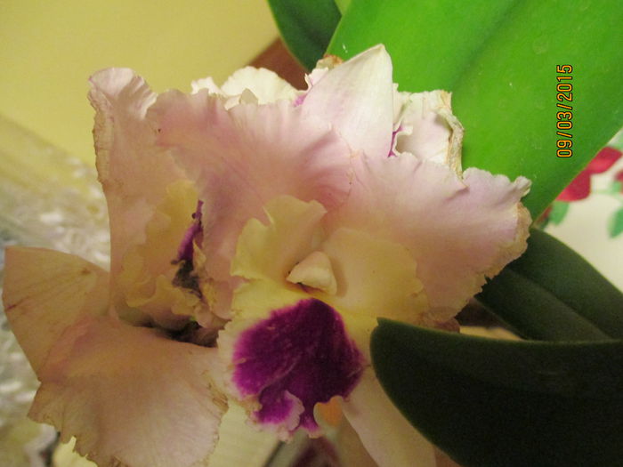 cattleya roz mare 2015.03.09 9 - catt 2015