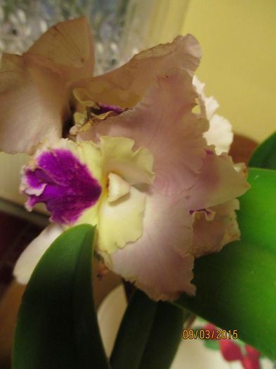 cattleya roz mare 2015.03.09 12