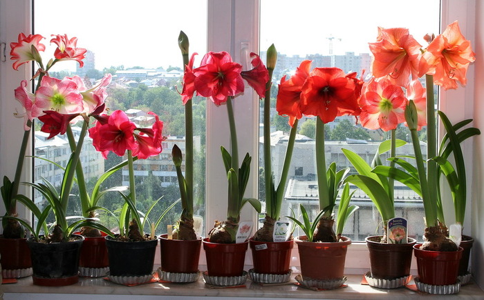 soiuri29mai2007a - zz Amaryllis