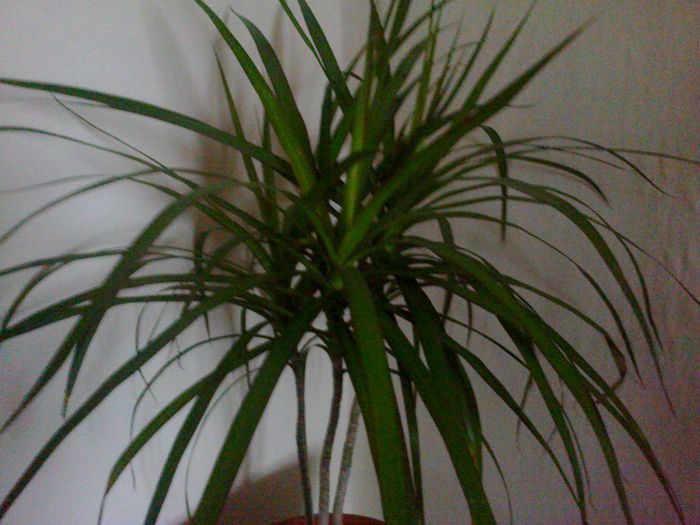 dracena - 62 genul dracaena