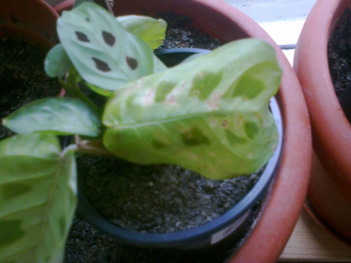 maranta leuconeura