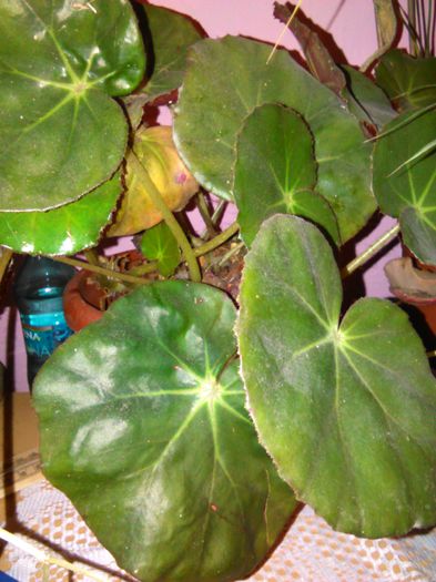 BEGONIA FEATSII 09.03.2015 - SPECIA Begonia Featsii