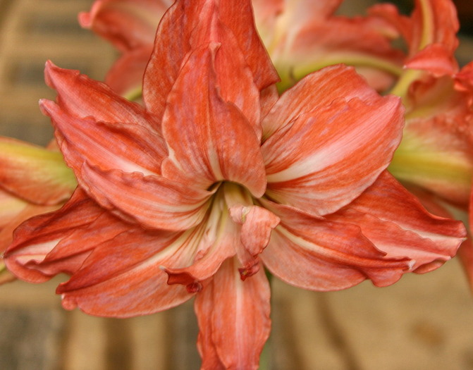 Lady Jane3 - zz Amaryllis