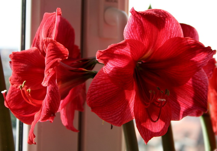 Hercules1 - zz Amaryllis