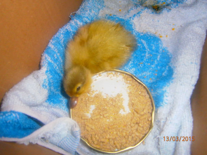 sunt rupt de foame - Rate Pitice Caal Duck