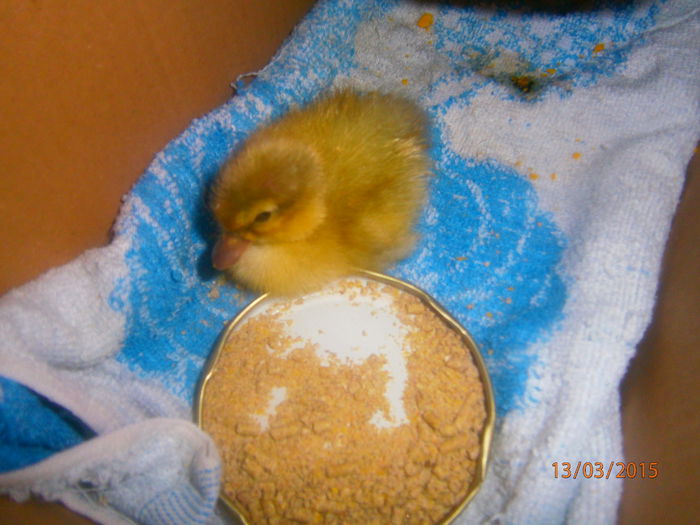 P3131037 - Rate Pitice Caal Duck