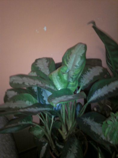 16 - Aglaonema- varietati