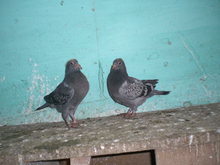 SUPER CRACK+R.VERECKE+JAN THELEN-JANSEN