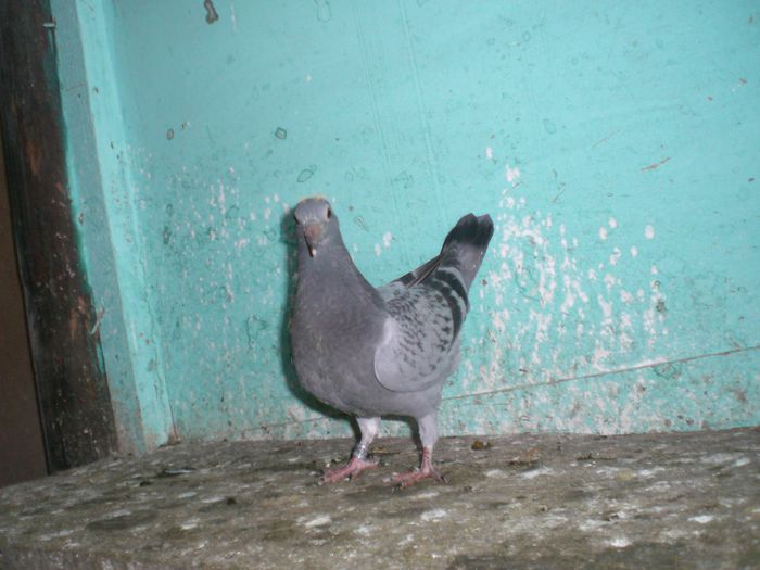 VANDENABELE+ARDEN+JANSEN+FULGONI