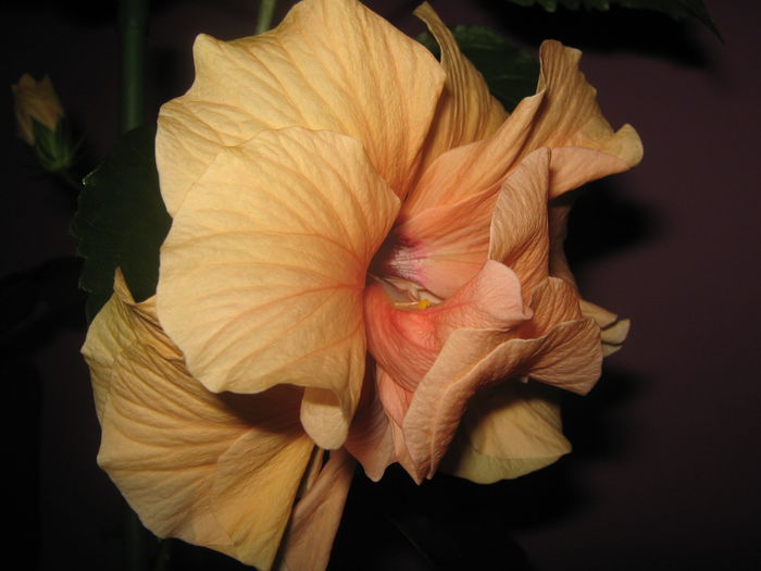 Picture My plants 2415 - Hibiscus Portocaliu Classic