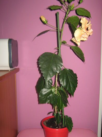 Picture My plants 2417 - Hibiscus Portocaliu Classic