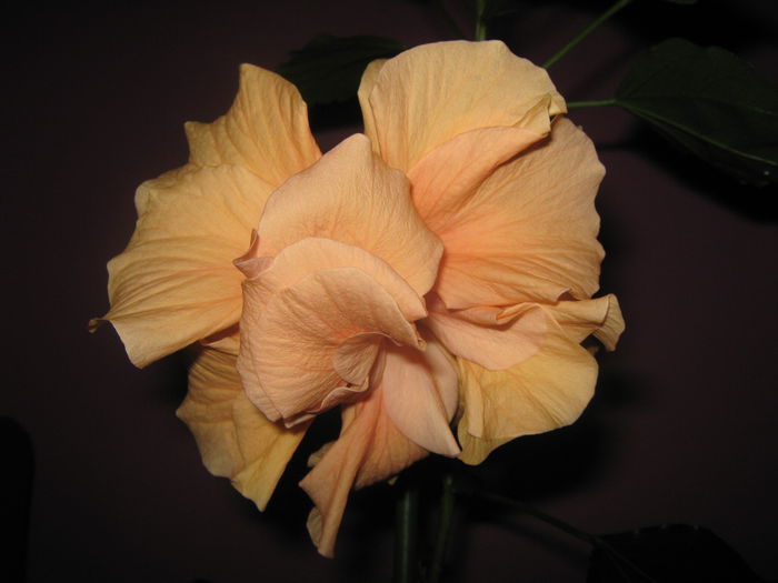 Picture My plants 2422