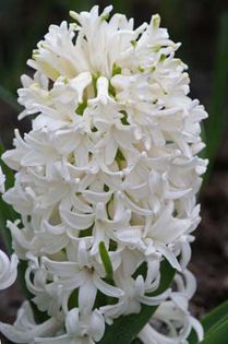 Hyacinths White Pearl