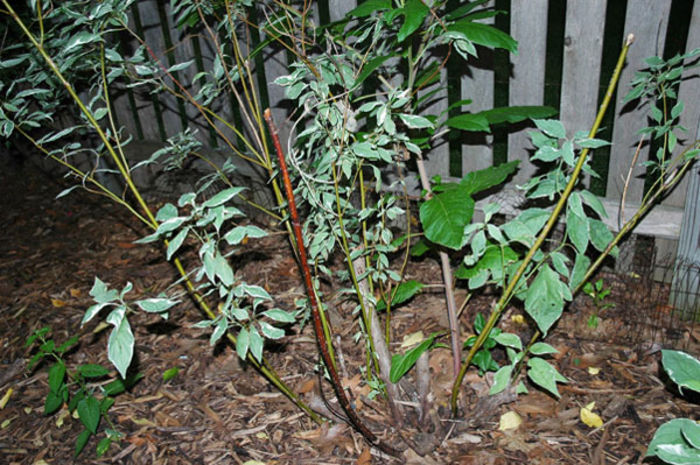 redosier_dogwood_cankers[1] - ROSE CANE CANKER