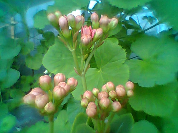 Kalanchoe - Flori 2015