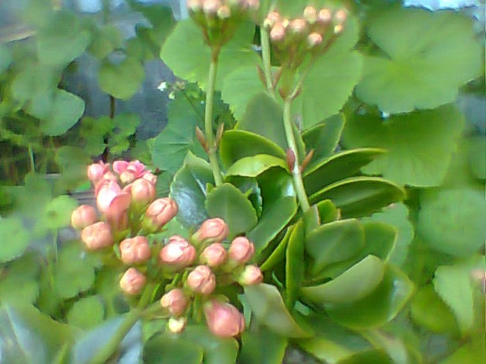 Kalanchoe
