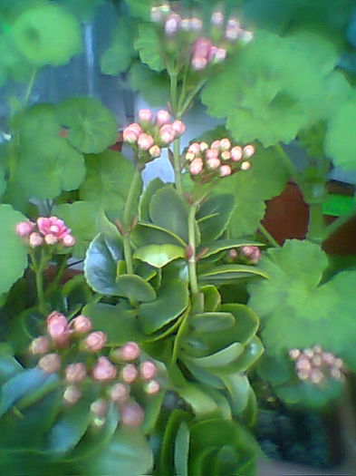 Kalanchoe
