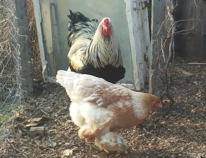 Romeo  H - B__Brahma Silver orange