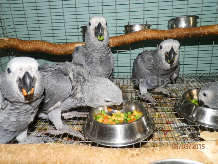 papagali Jako 2015 (44) - papagali blanzi Jako African Grey - Timisoara